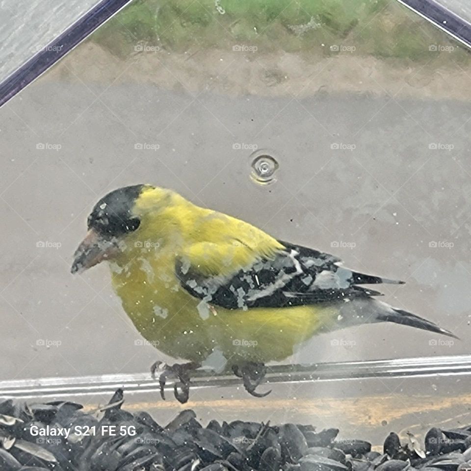 yellow finch