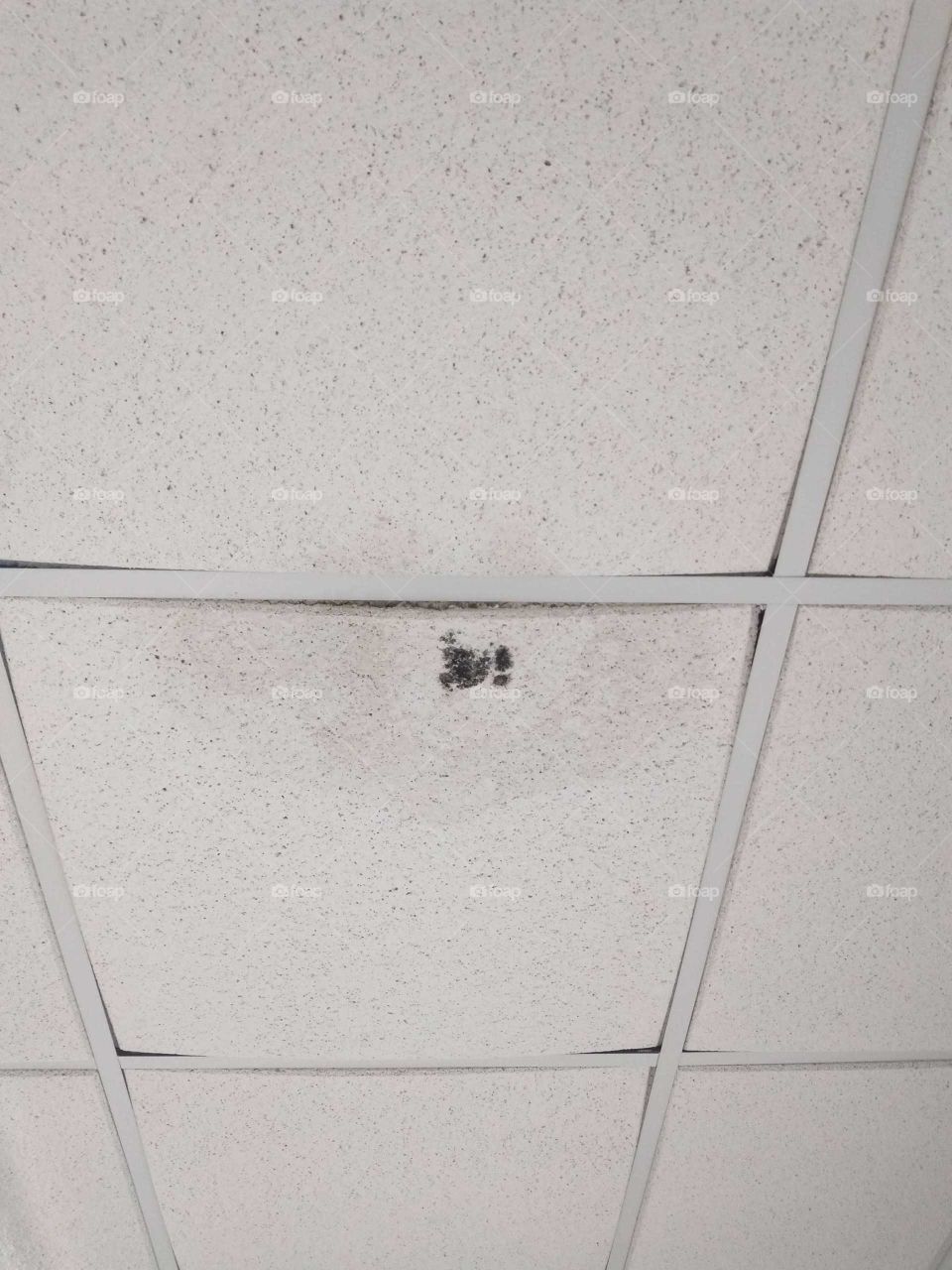 mold on the ceiling