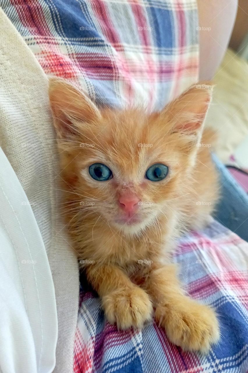 Rescue kitten on human lap...