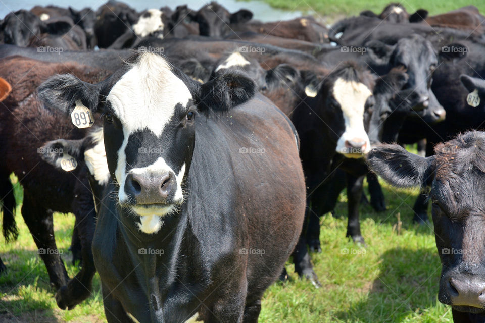 Cattle / cows on a farm in the countryside.