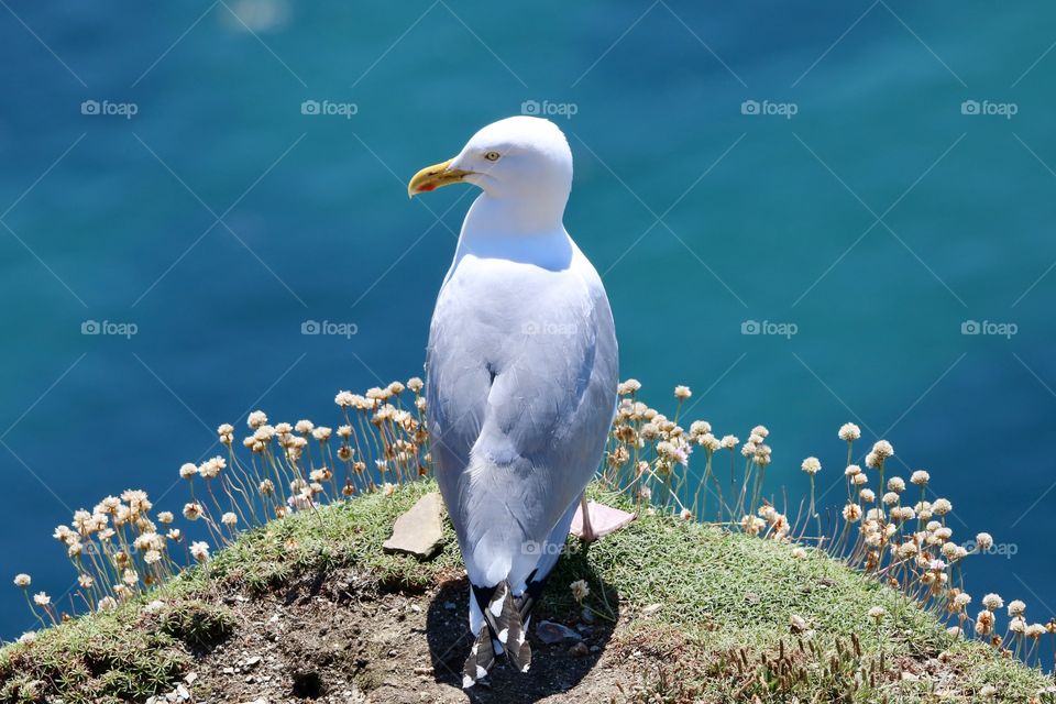 Seagull