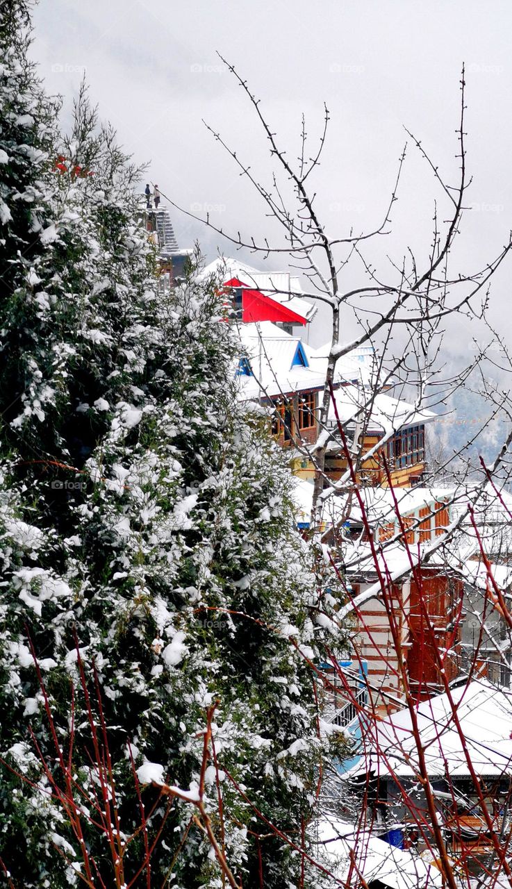 snow scape in winter