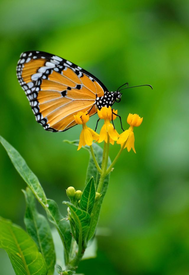 butterfly in the flowers