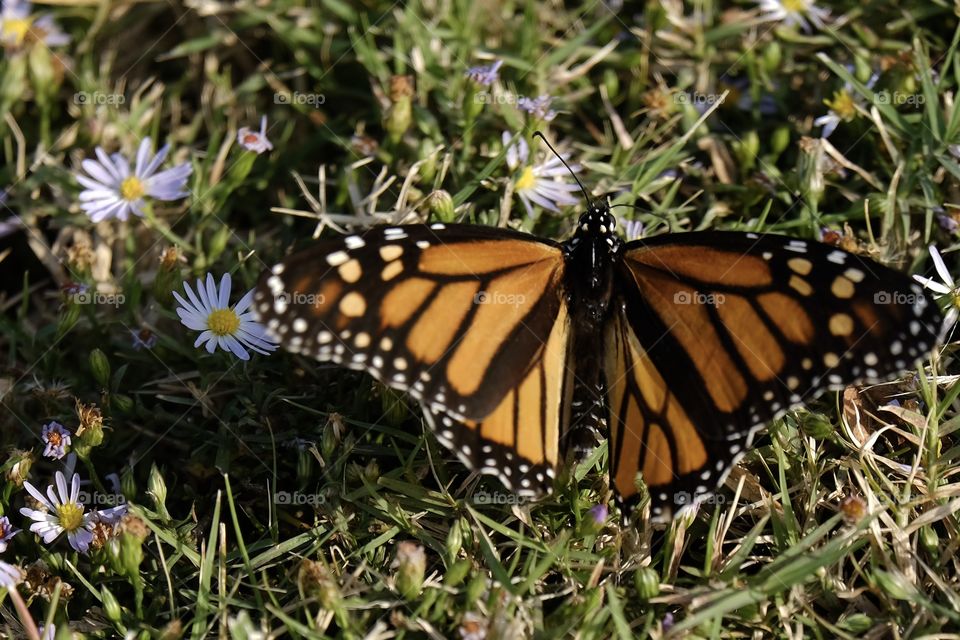 Butterfly 
Monarch