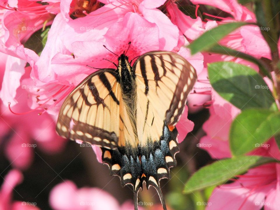 Butterfly close up
