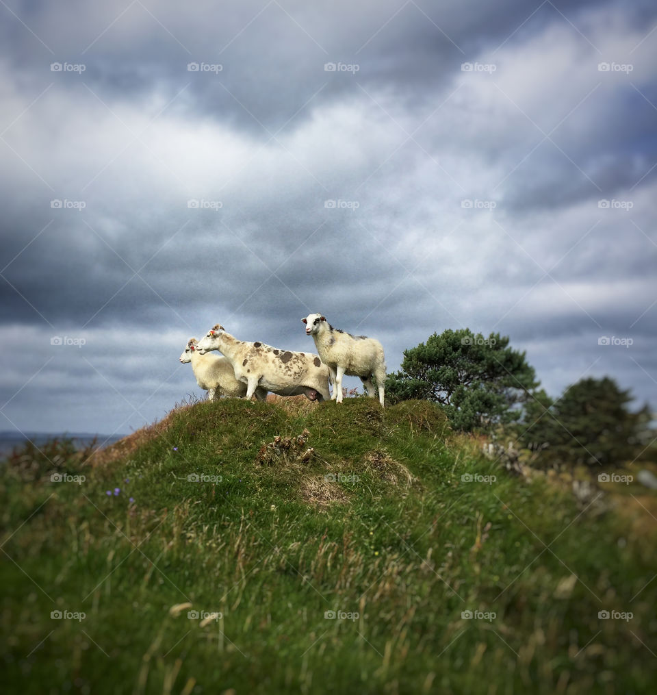 Three sheep on a hill