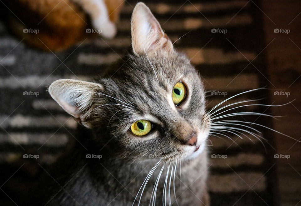 Portrait of a yellow eyed cat