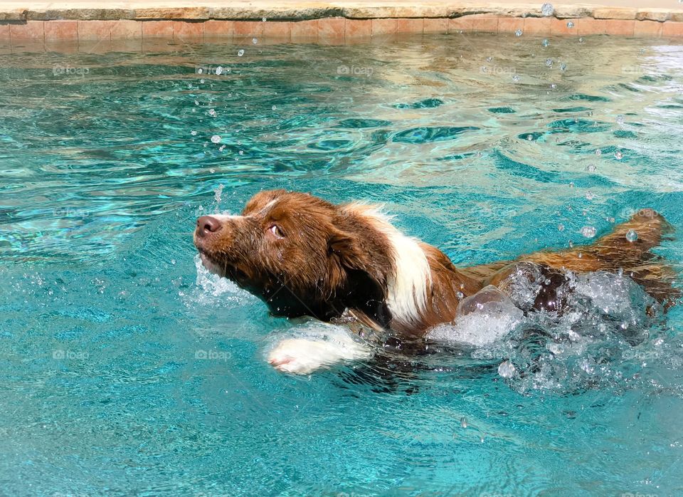 Cute border collie swimming in a pool 