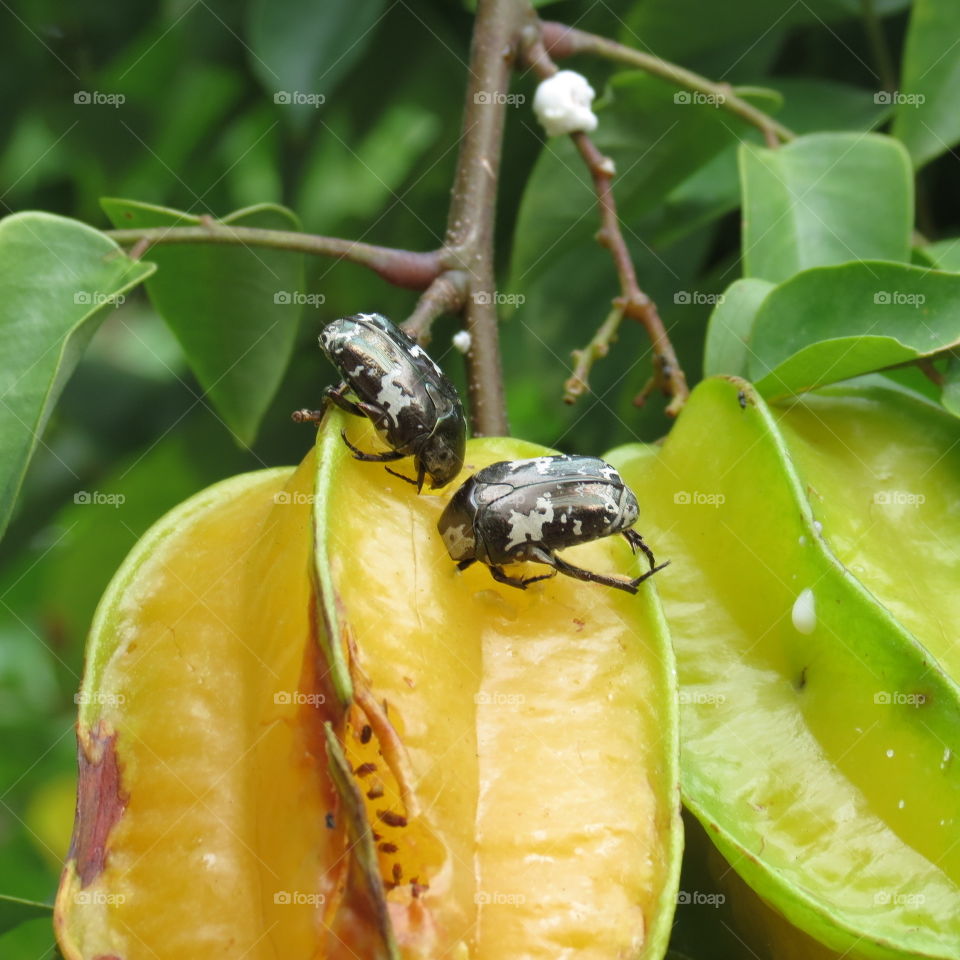 Insectes aux Seychelles