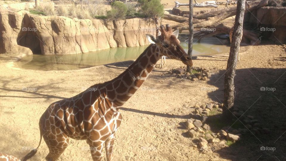 Giraffe. A fellow at the Dallas Zoo