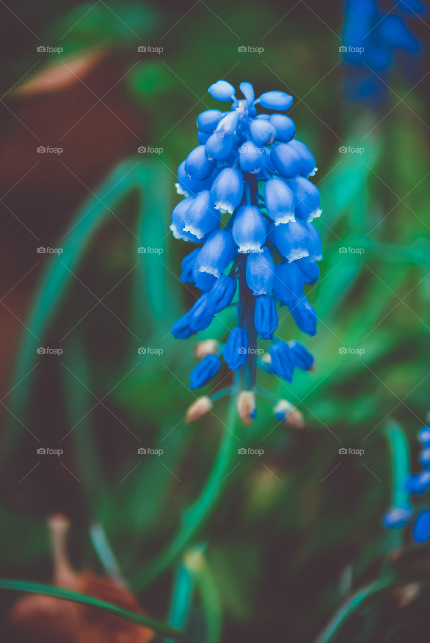 Grape Hyacinth Blooms Close-Up