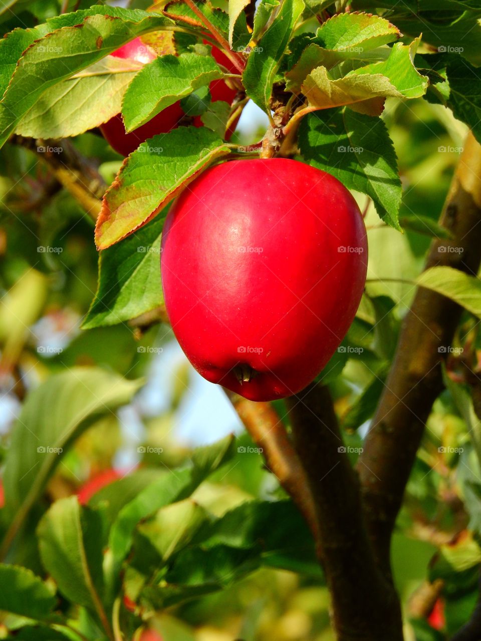 Red Apple 