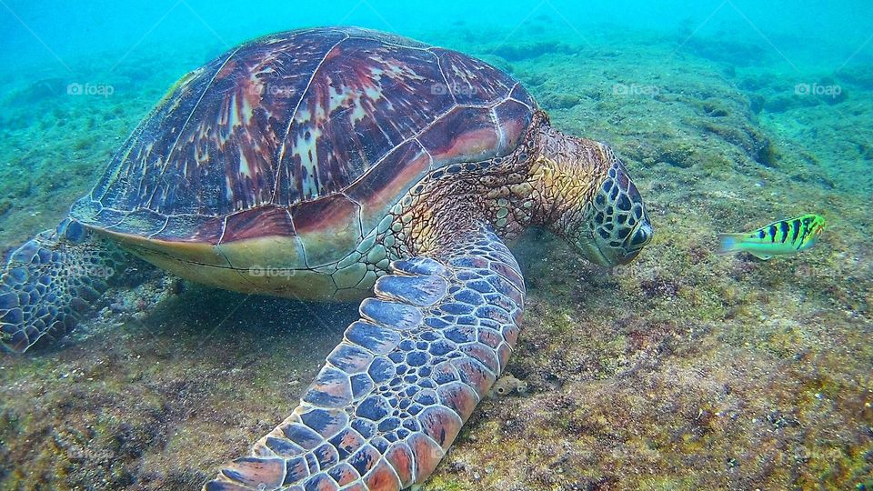 Sea turtle 