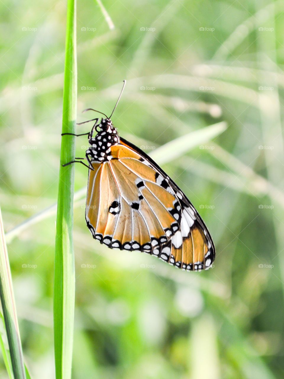 butterfly. butterfly on green leaves
