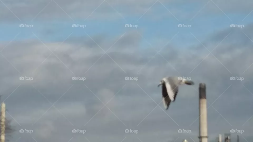 Bird flies in the sky