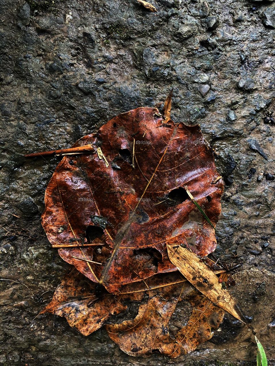 Dried leaf on a wet garden floor