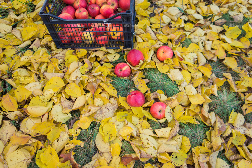 Harvest ripe juicy and tasty apples. Harvested juicy apples from fertile trees.