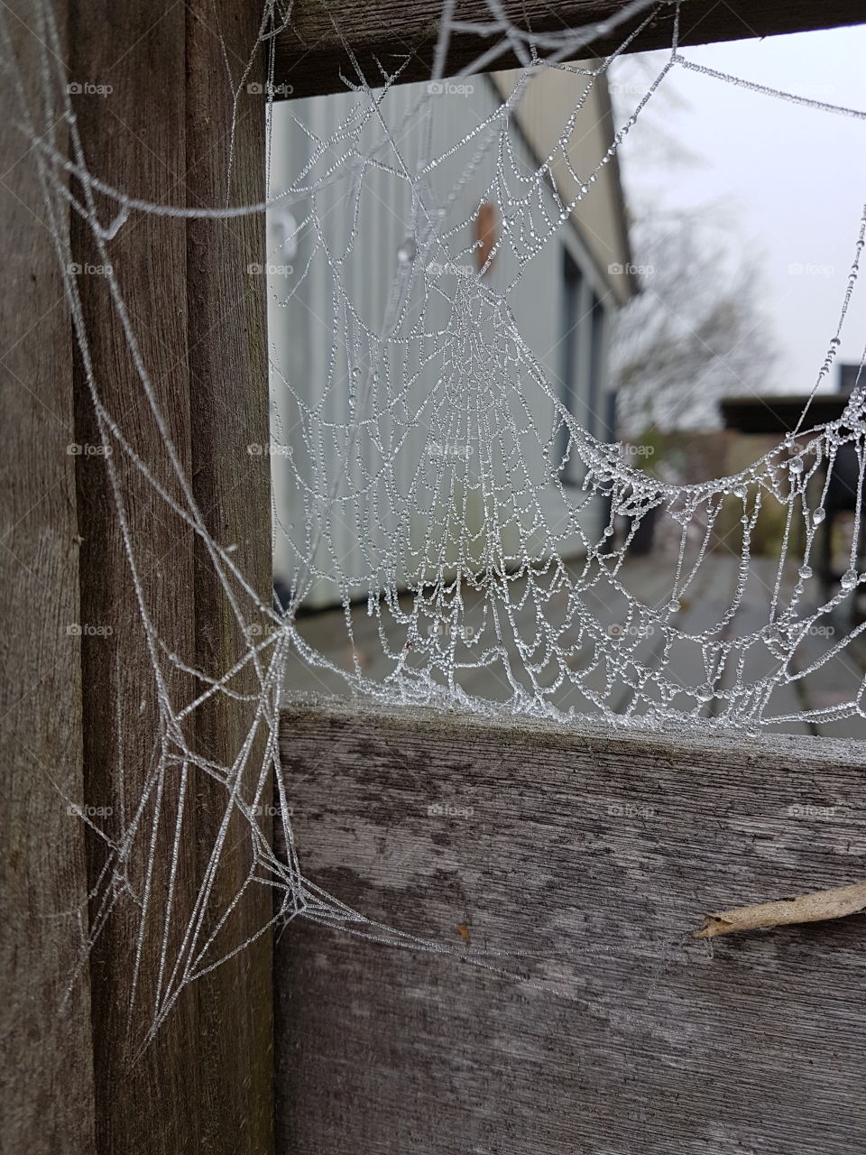 spider web misty cobweb