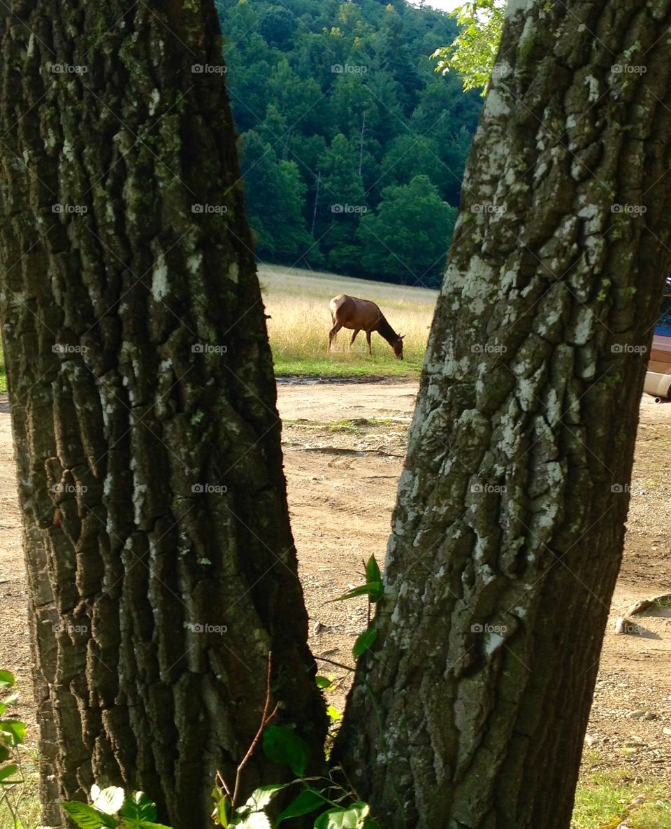 Elk thru the trees