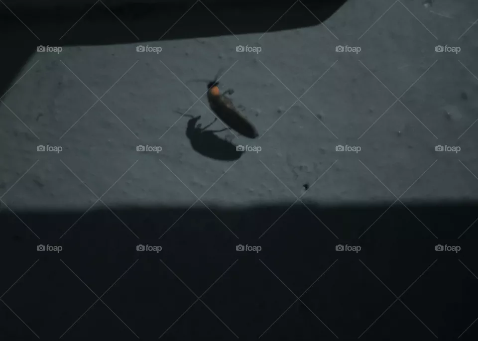 A insect