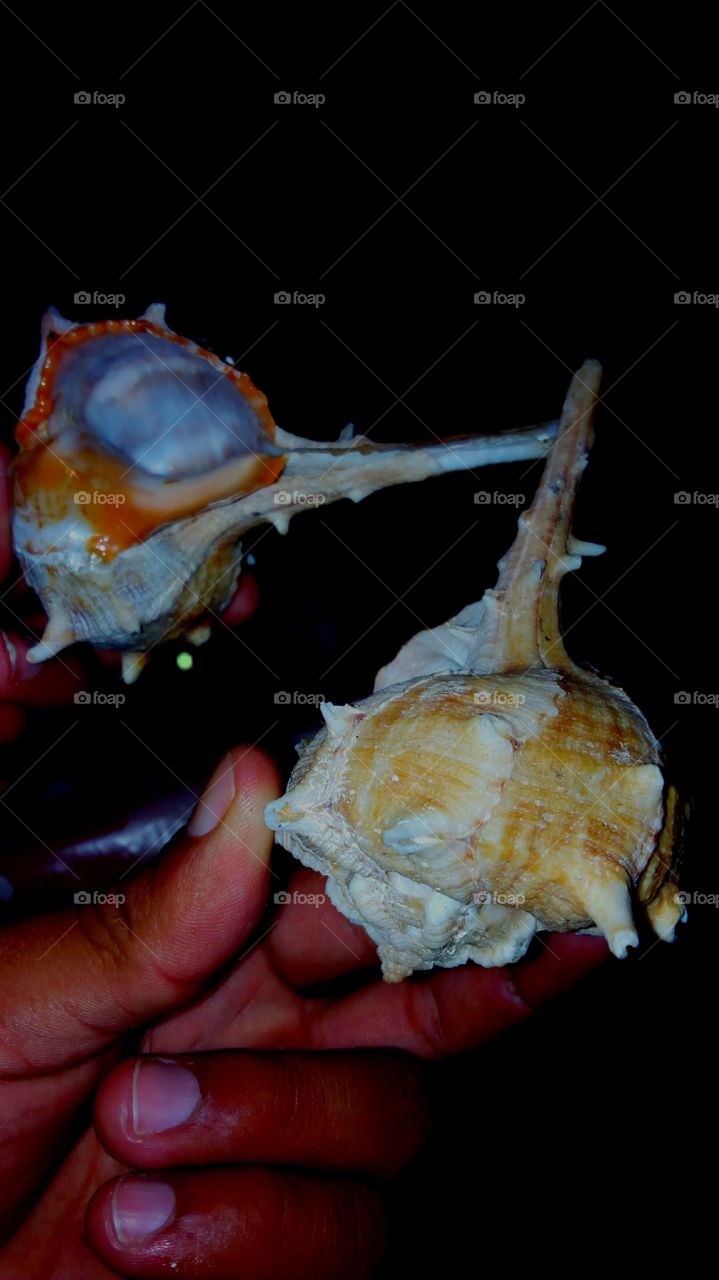 Close-up of person's hand holding shell