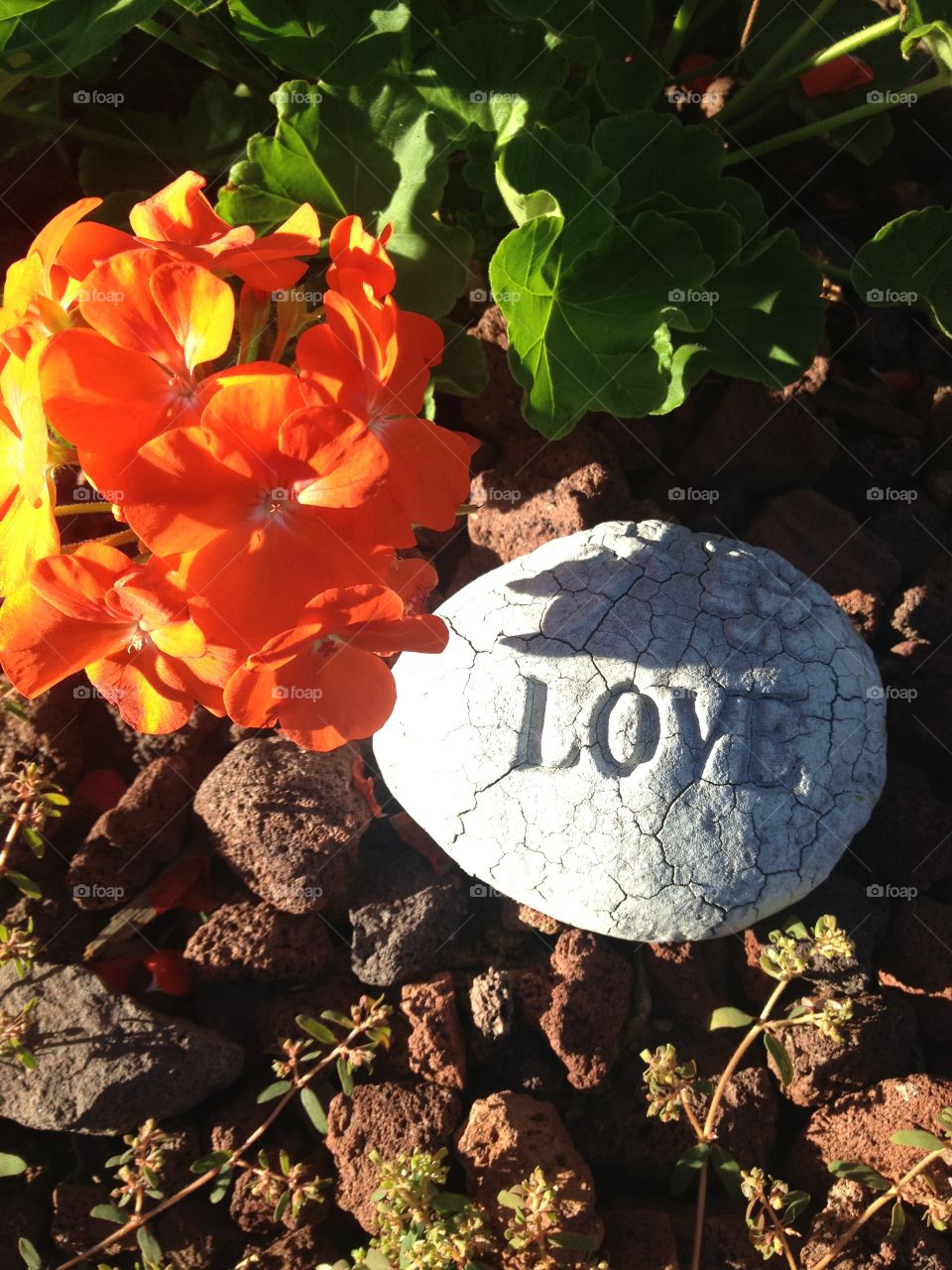 Orange flowers with Love stone in garden 