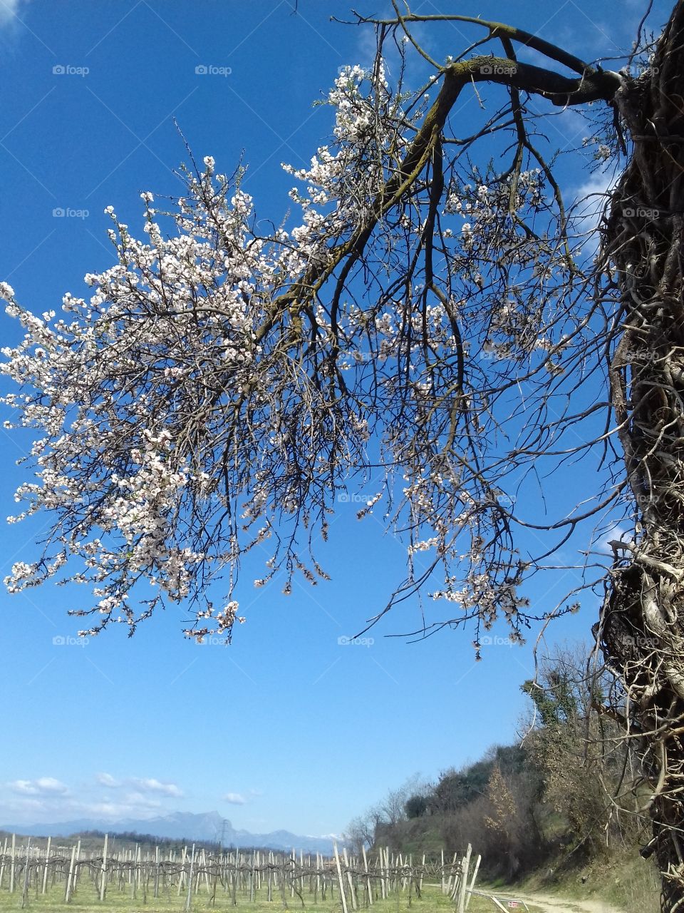spring beautiful branch