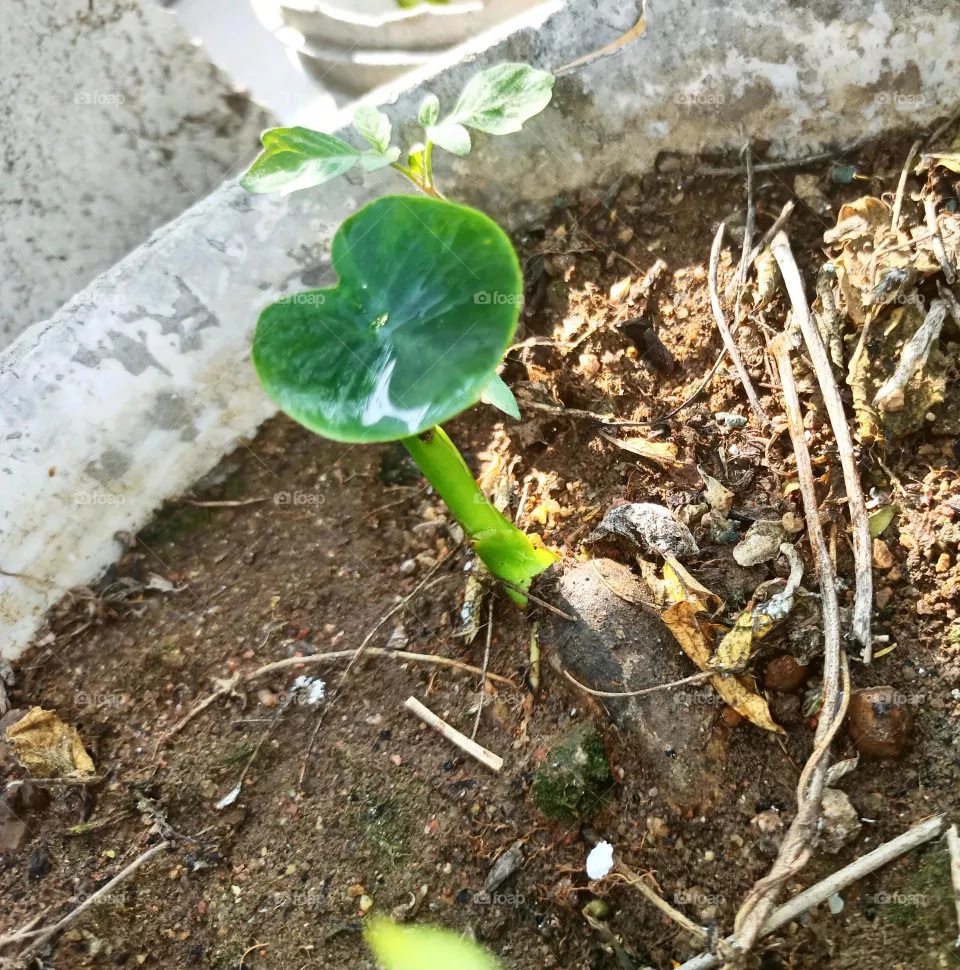chamagadda plant