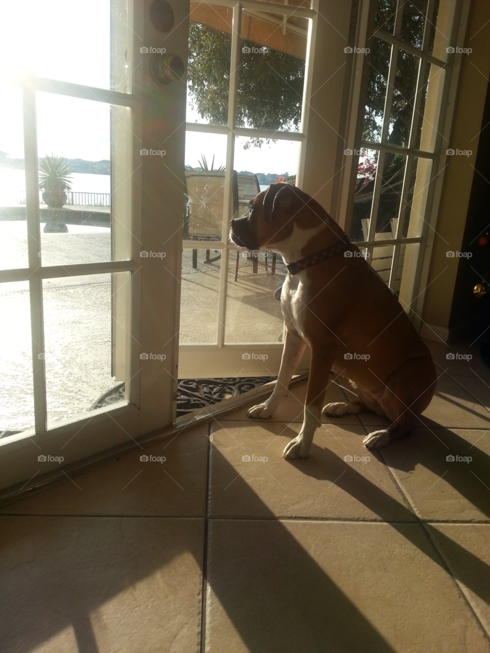 dog house animal window by jmsilva59