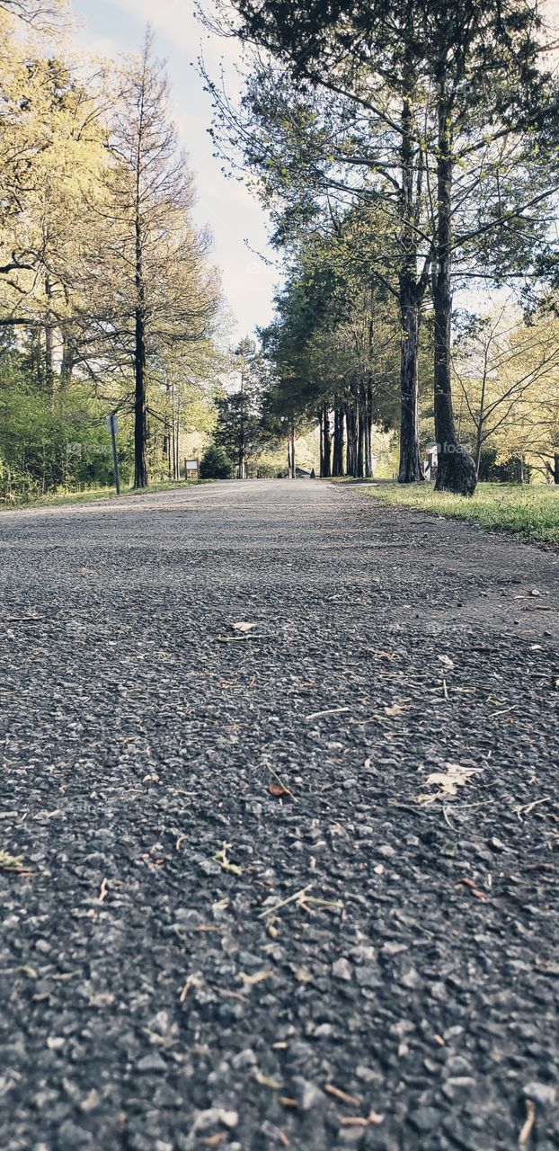 roadway in the park