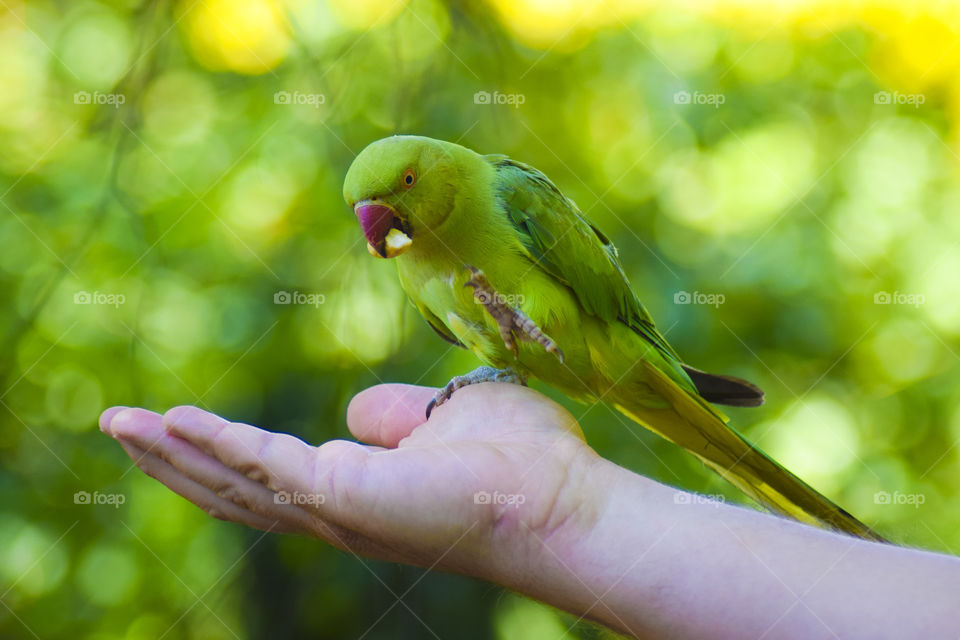 Parrot eating from a man’s hand