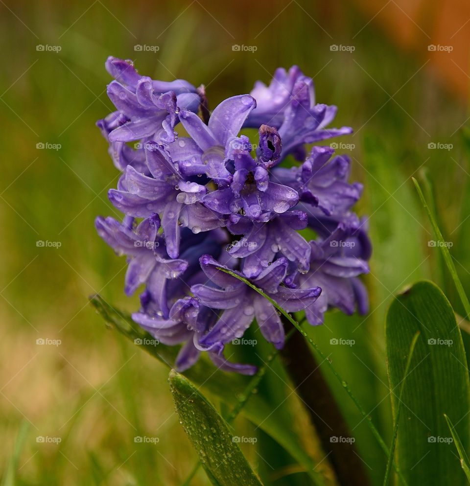 Flower in the yard. It just keeps popping up every year