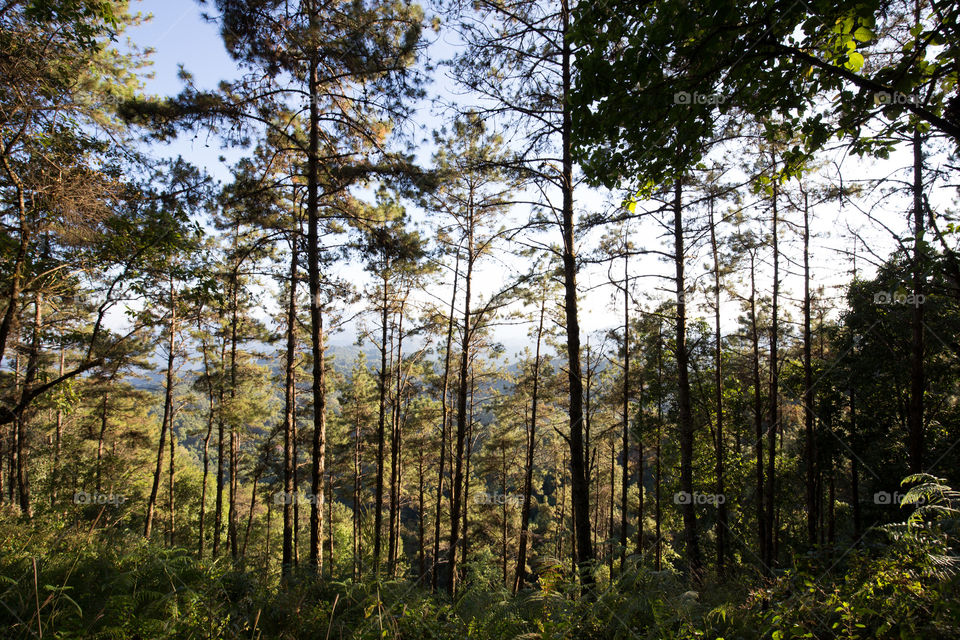 Tree in the forest with mountain view