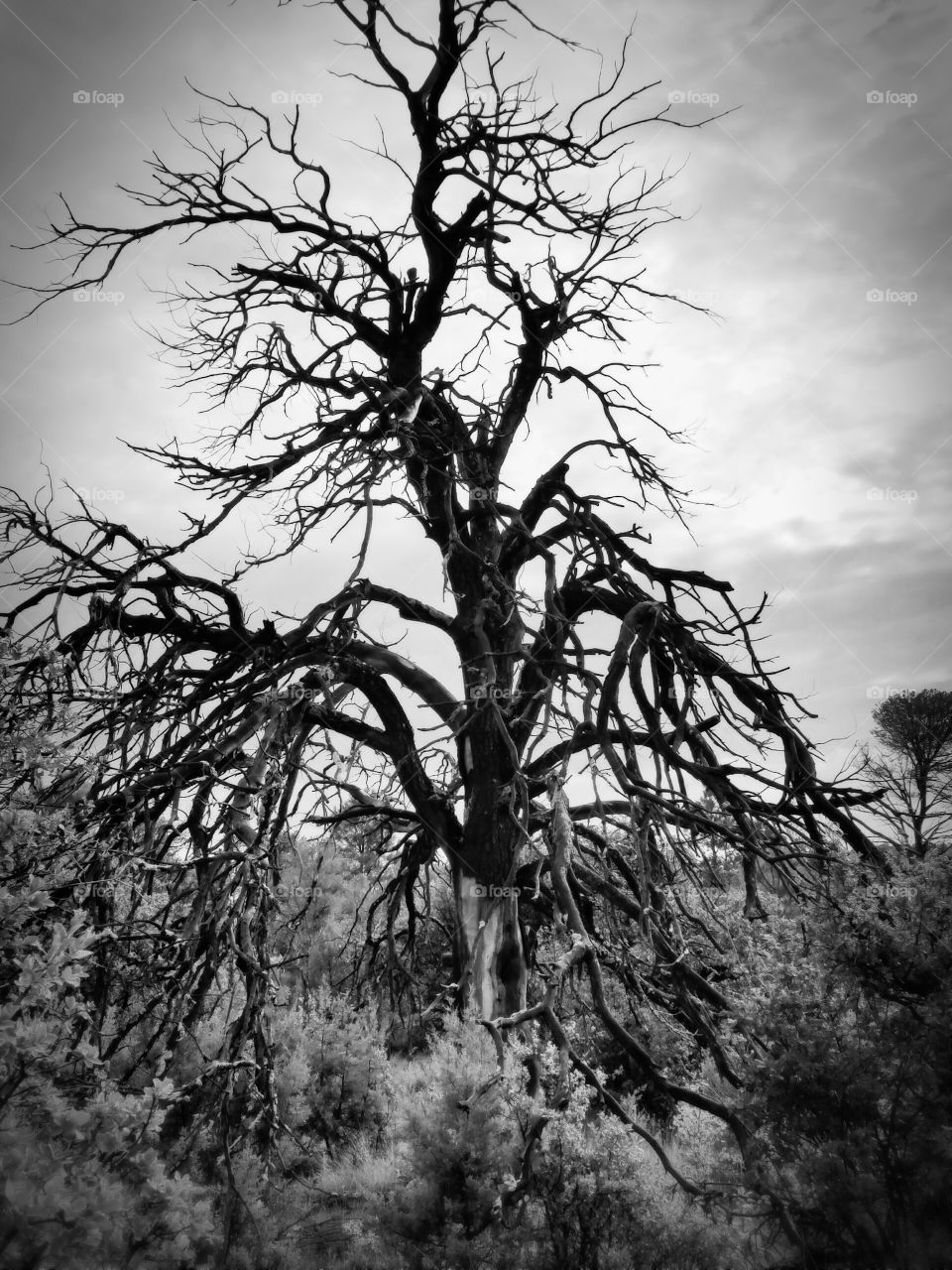 Spooky tree