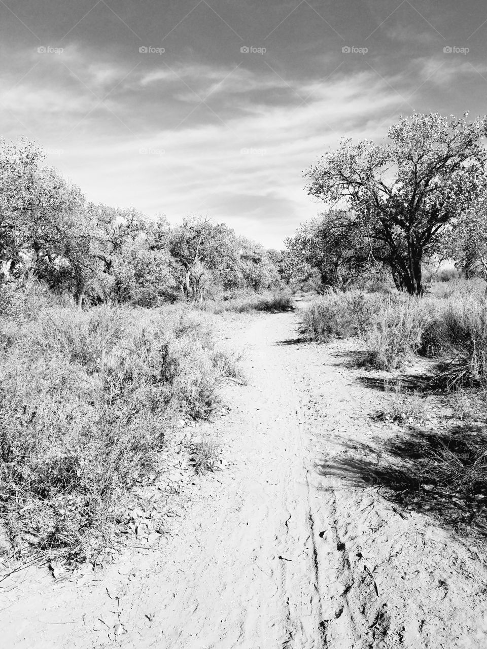 A path in the woods in New Mexico