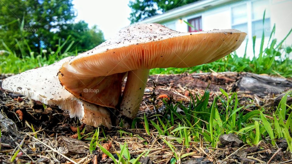 Mushroom in the Yard
