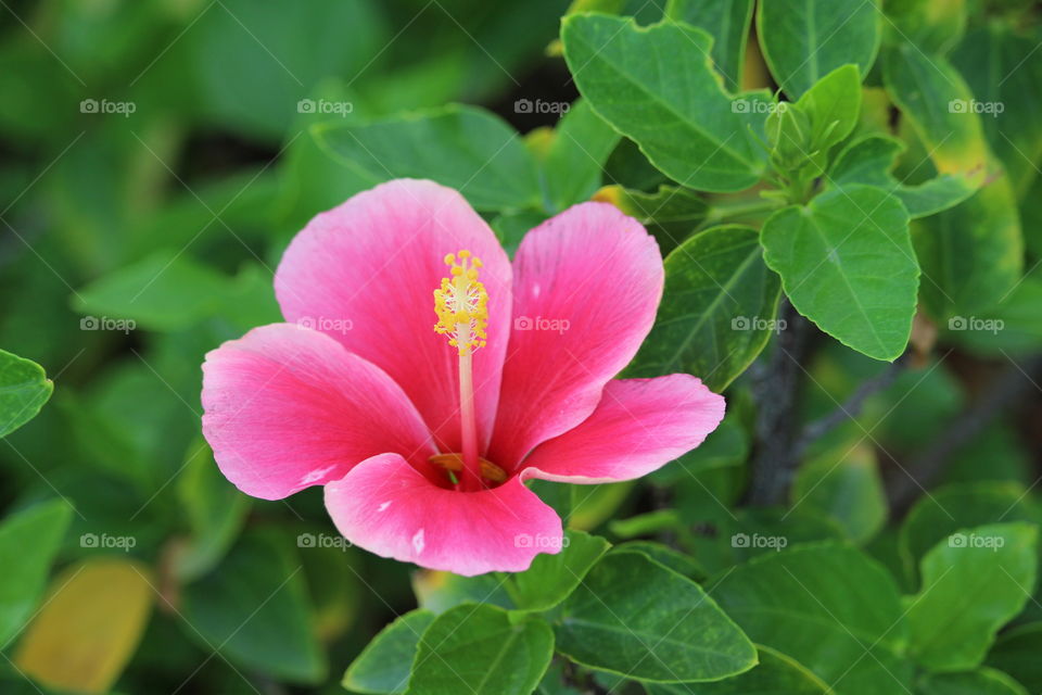 Soft pink Hibiscus flower at Lumpini Park Bangkok  - 2016