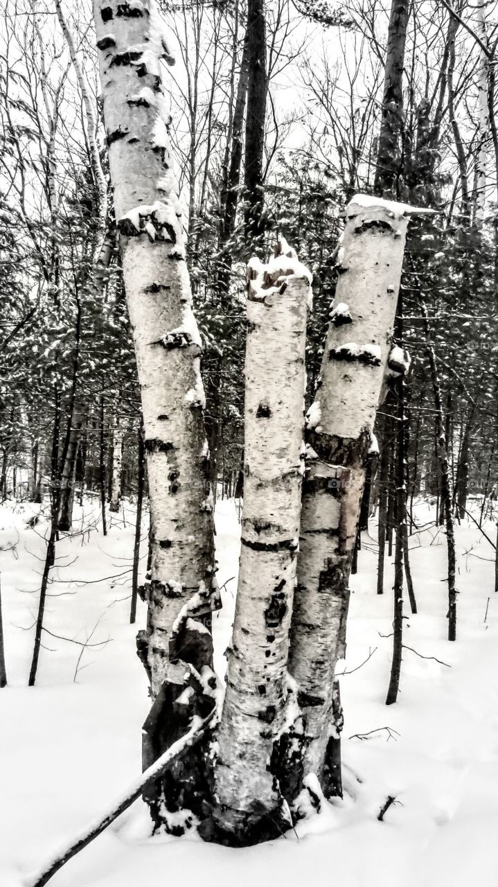 Snowy winter birch