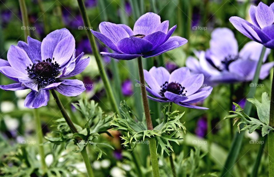 beautiful floral splendor