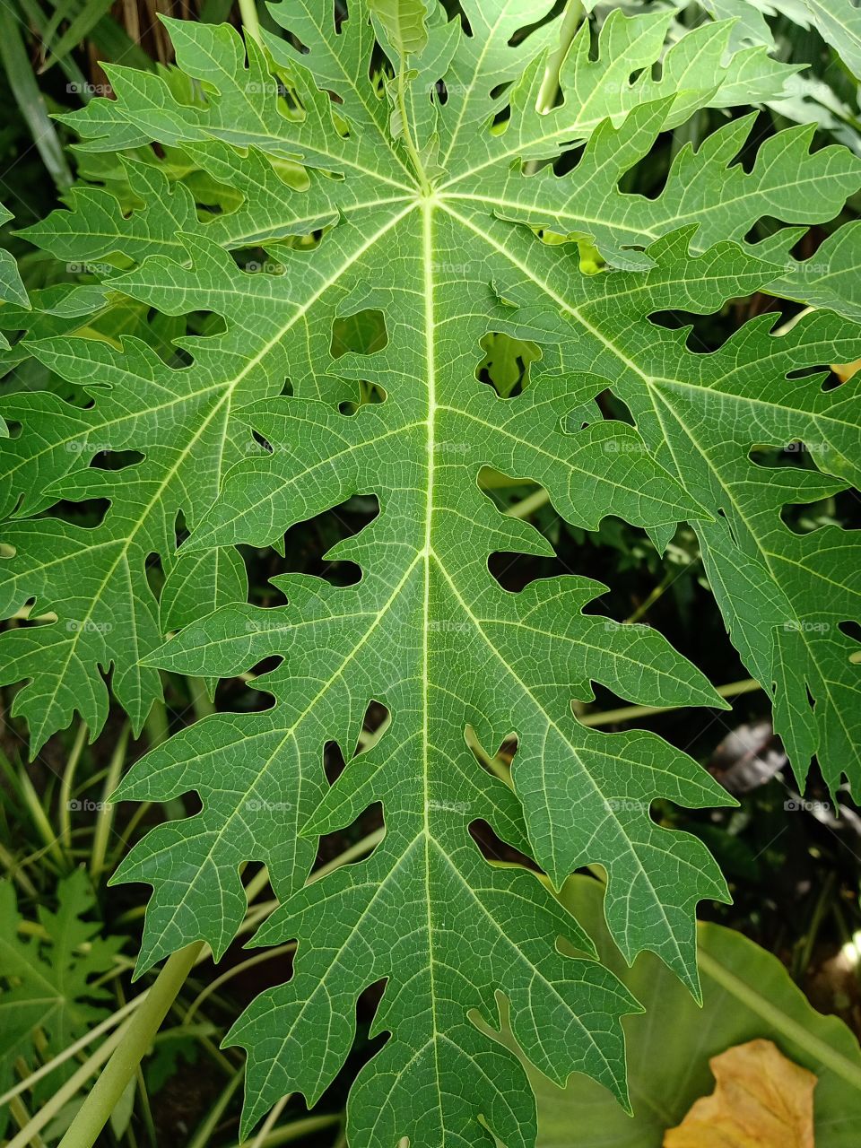 Green leafs