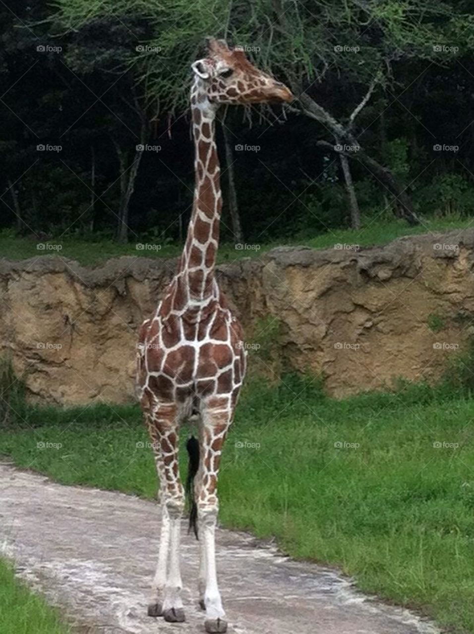 Giraffe 