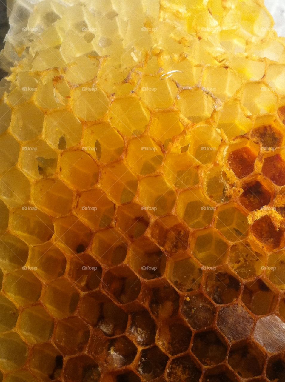 Bee honey comb
