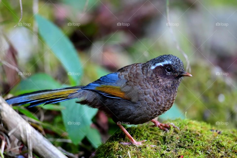 Beautiful and cute bird