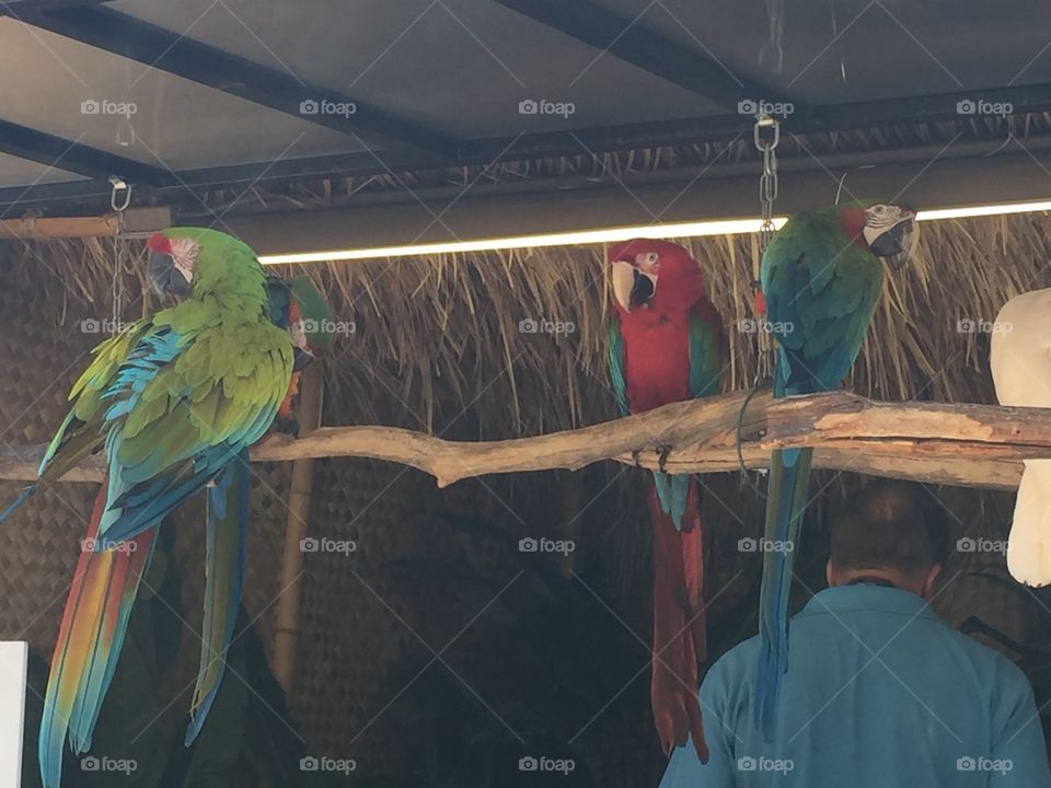Parrots . Birds