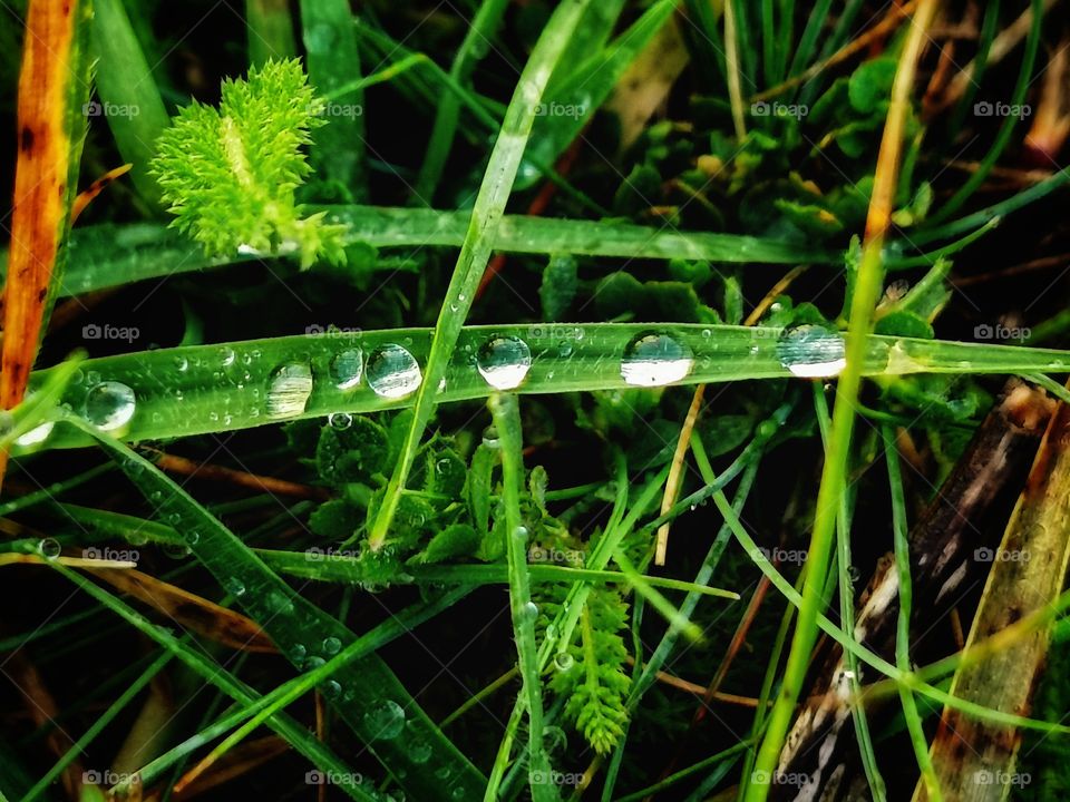 Rain forest nature view eco focus day part sun sunny travel Light reys trip form plant part shades shape beauty greens outdoor freedom happy happiness