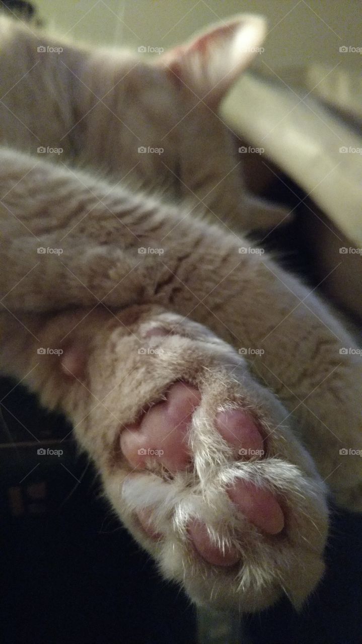 closeup cat paws