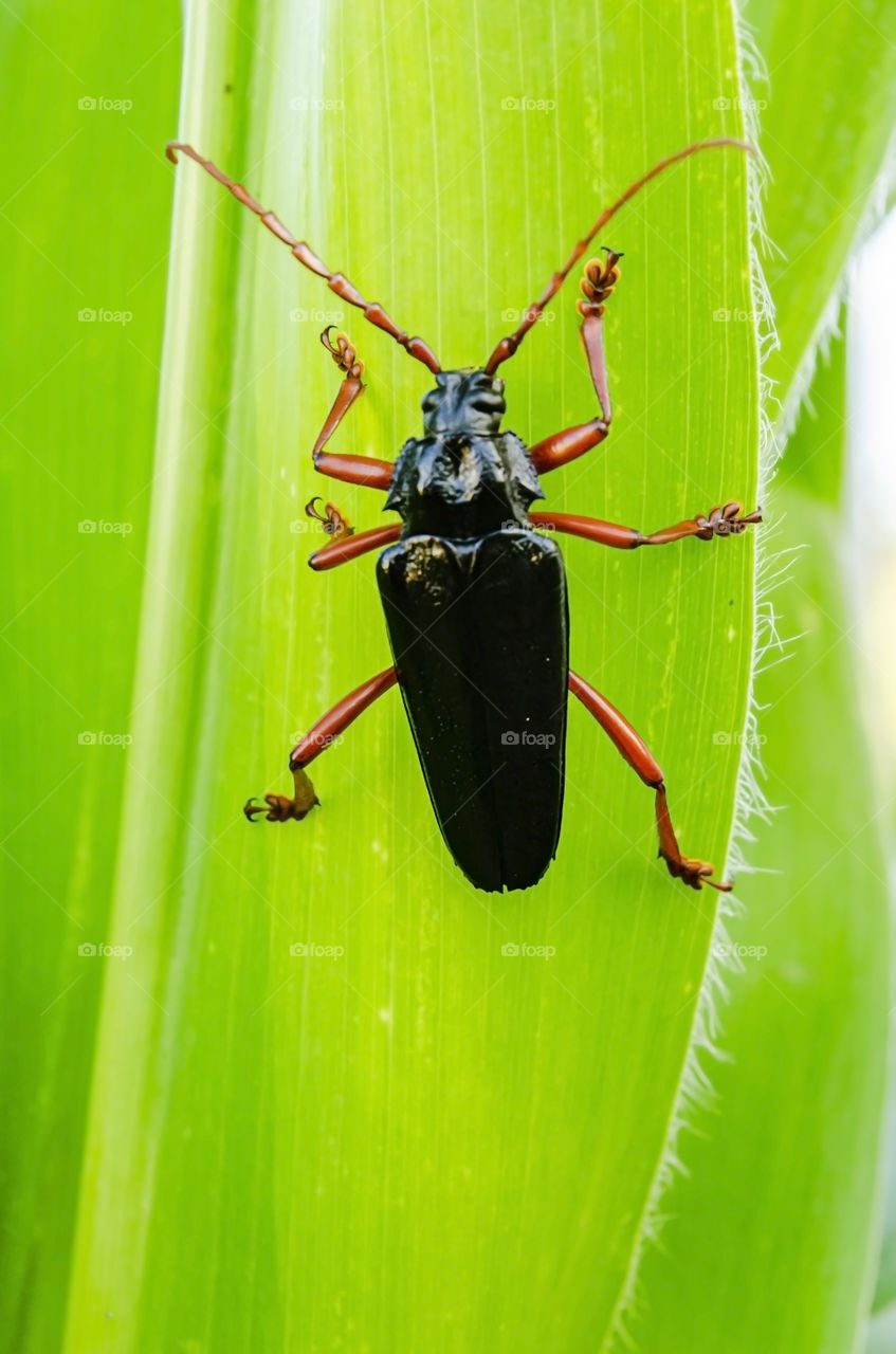 Black Longhorn Beetle On Corn Leaf