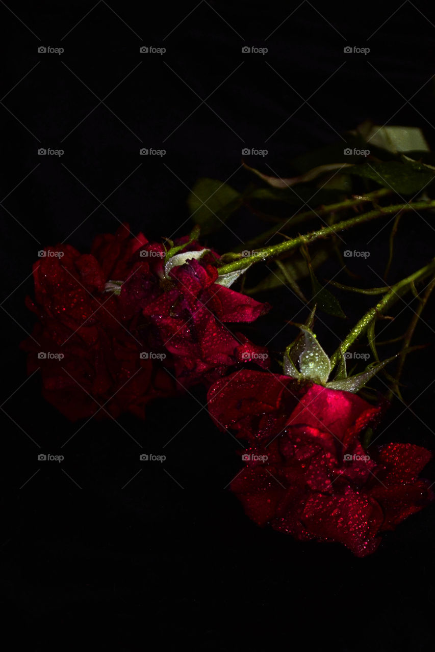 roses on the black background