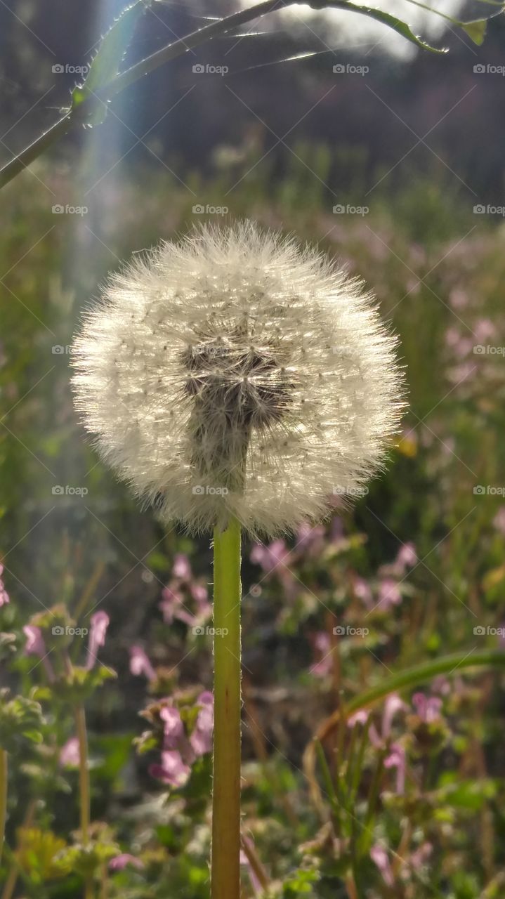 Make a Wish