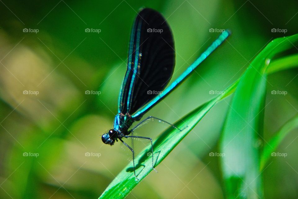 Damsel fly